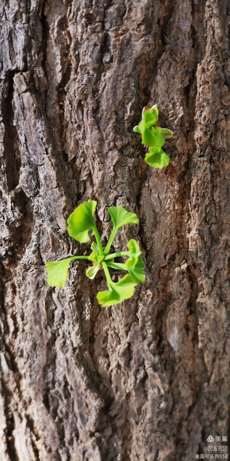 发芽的银杏大树